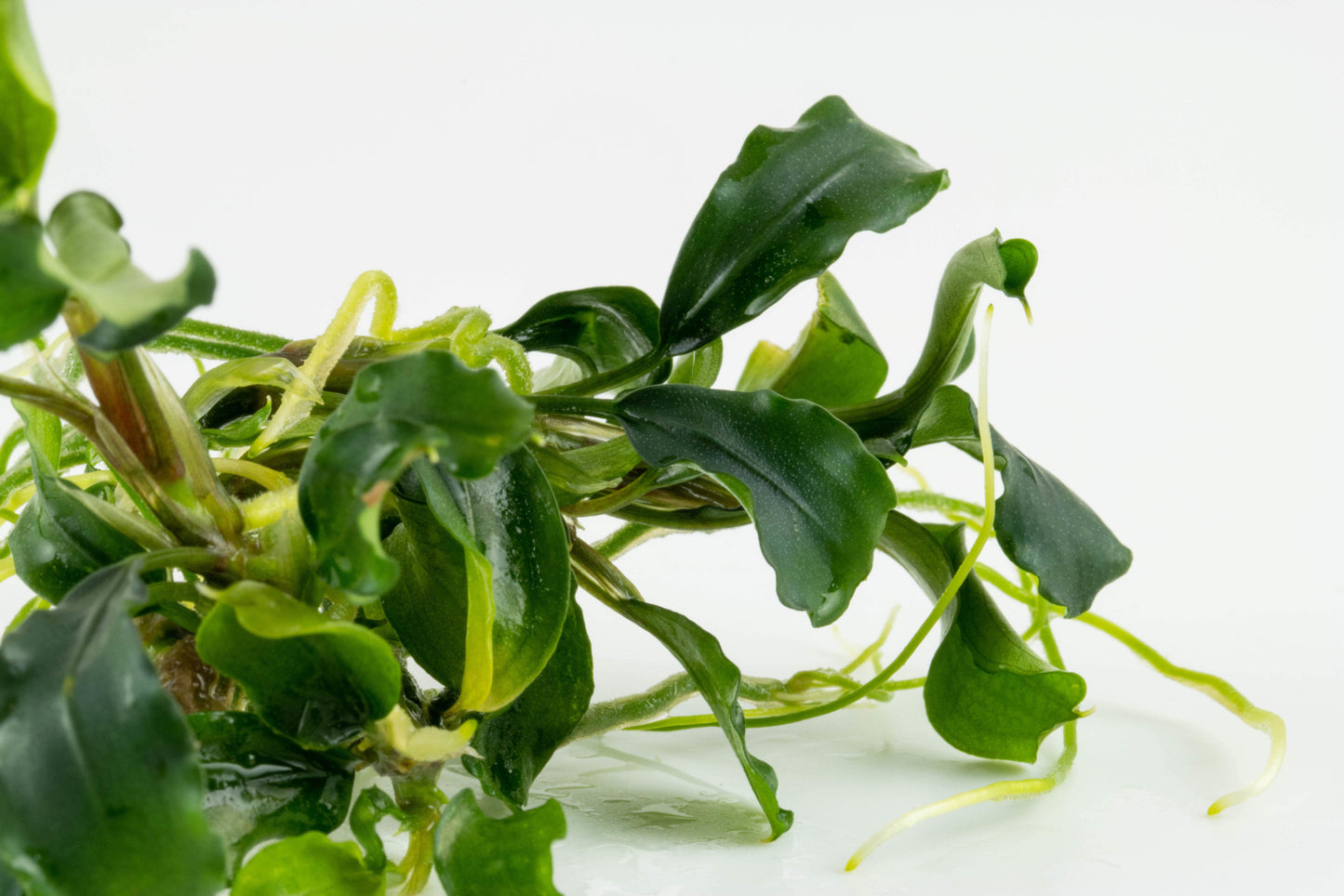 Tropica Bucephalandra pygmea Bukit Kalem 1-2-GROW