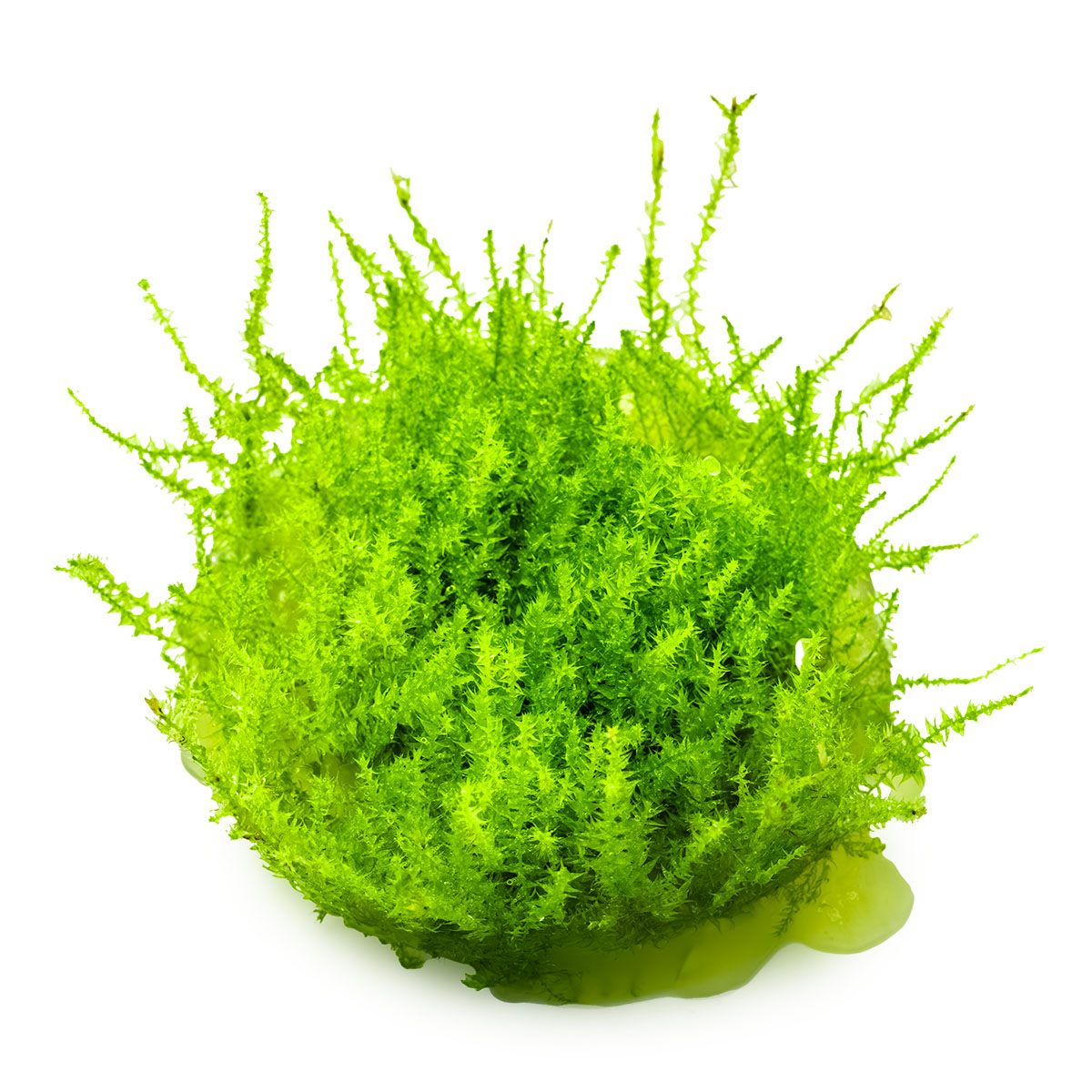 Aquafleur Leptodictyum riparium Moss Easy Grow