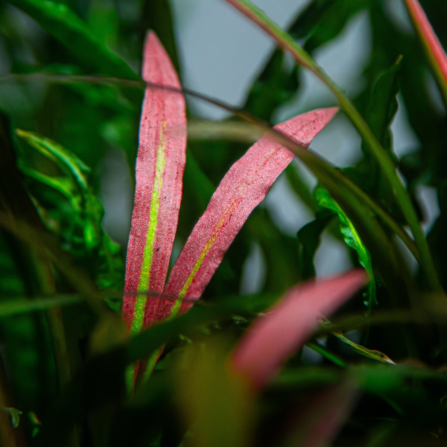 Aquafleur Cryptocoryne spiralis Tiger Easy Grow