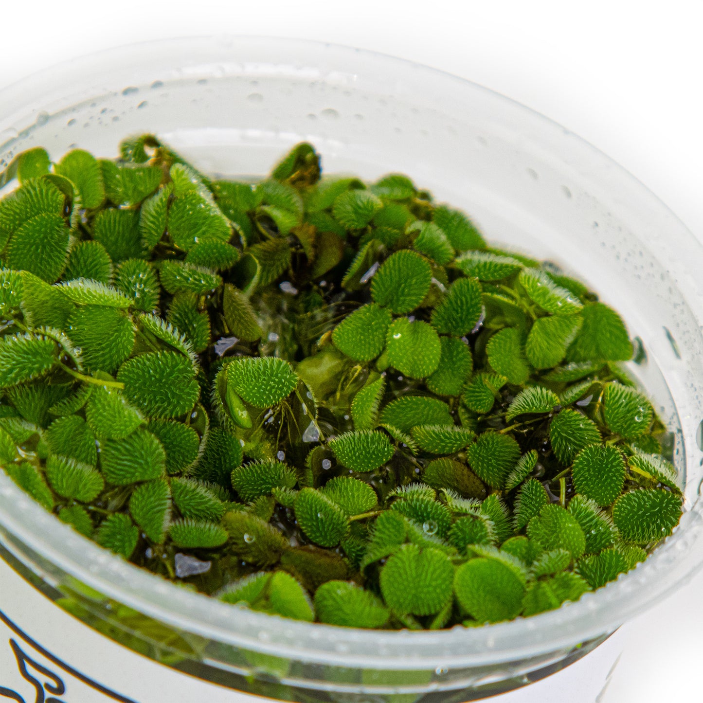 Tropica Salvinia minima (auriculata) 1-2-GROW