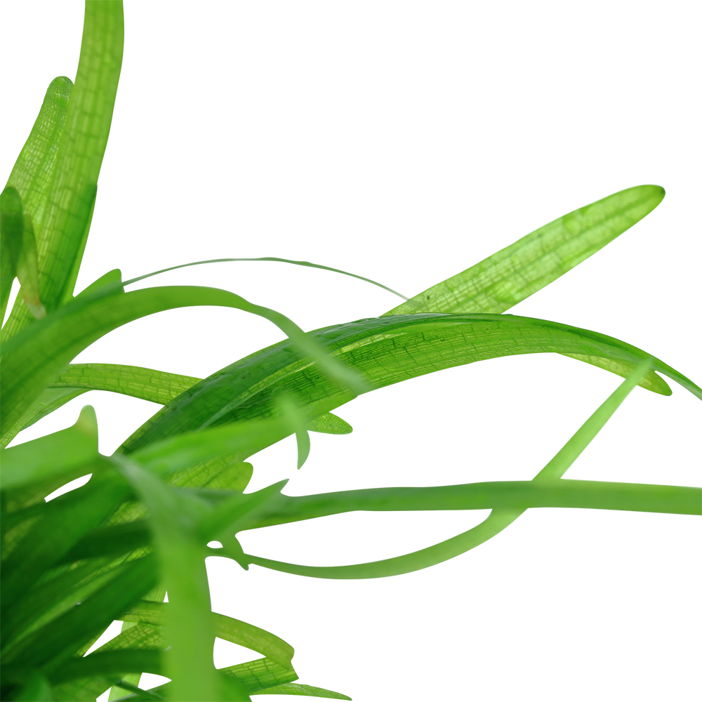 Aquafleur Sagittaria subulata Easy Grow