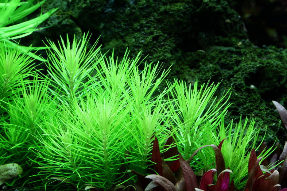 Aquafleur Pogostemon erectus Easy Grow