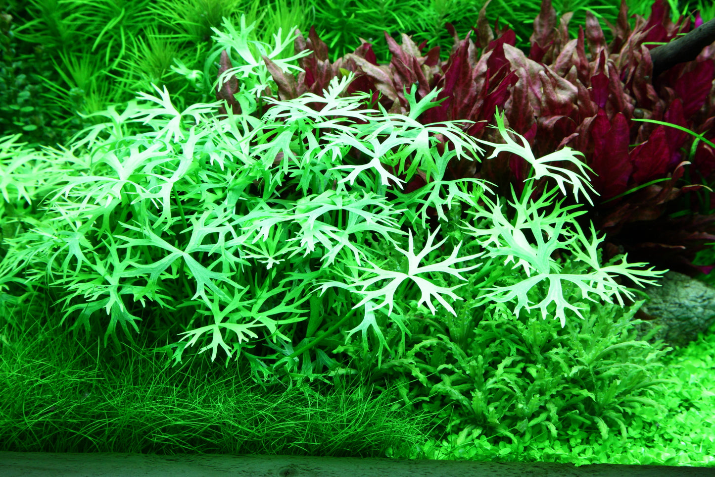 Tropica Ranunculus inundatus 1-2-GROW