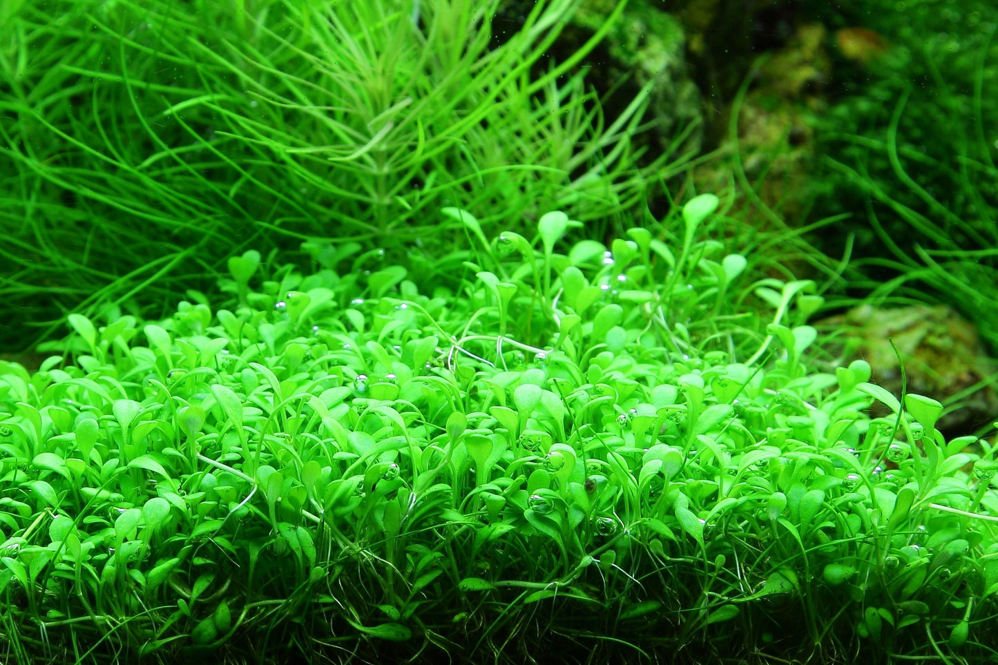 Aquafleur Glossostigma elatinoides Easy Grow