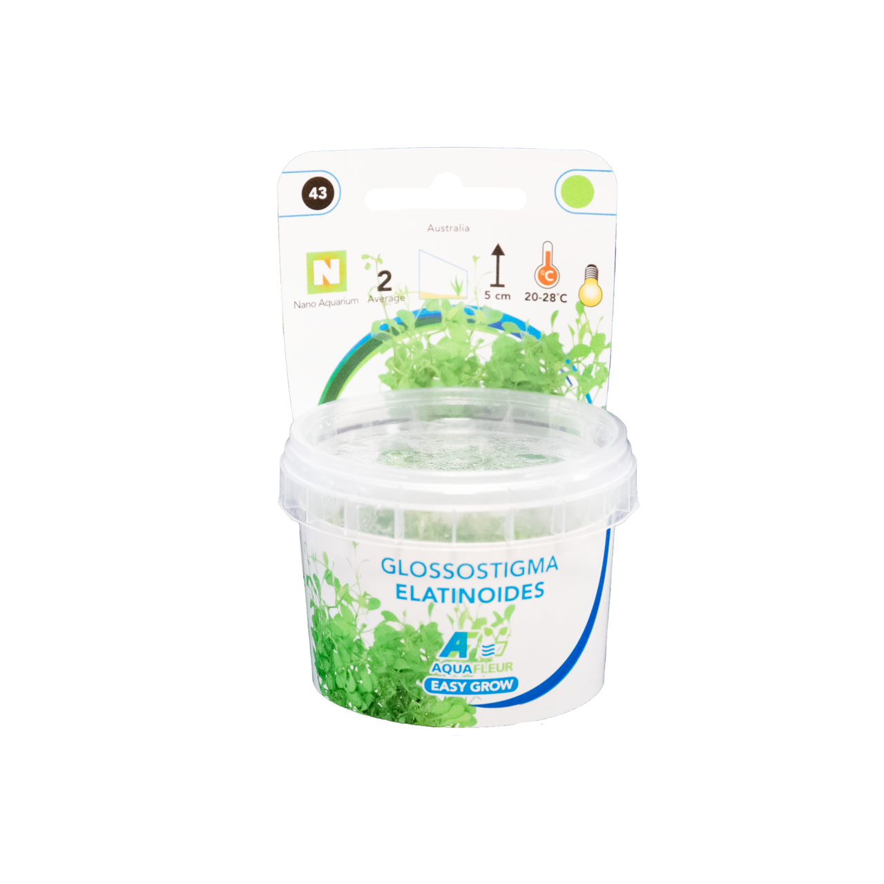 Aquafleur Glossostigma elatinoides Easy Grow