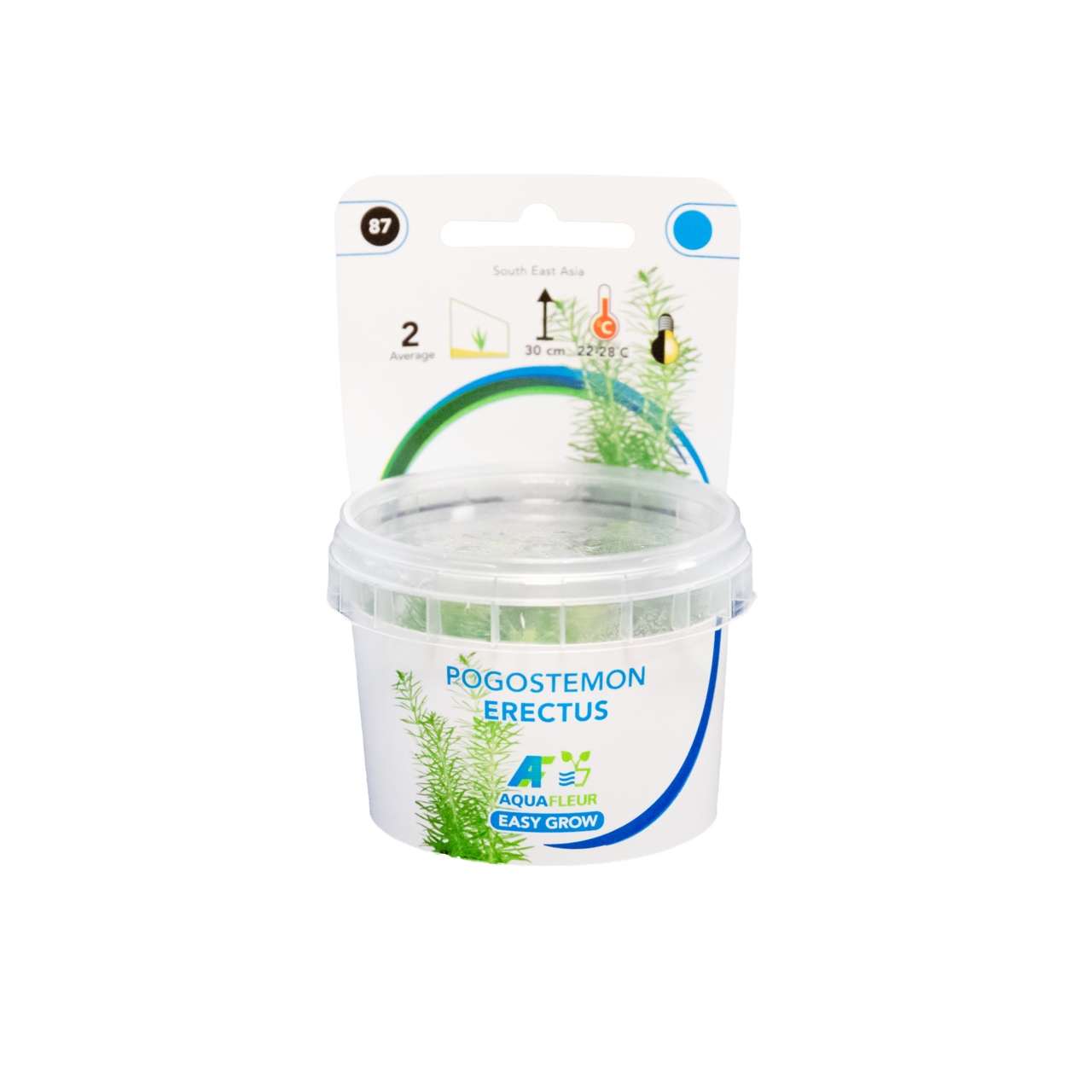 Aquafleur Pogostemon erectus Easy Grow