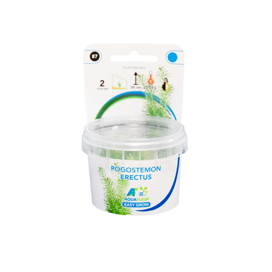 Aquafleur Pogostemon erectus Easy Grow