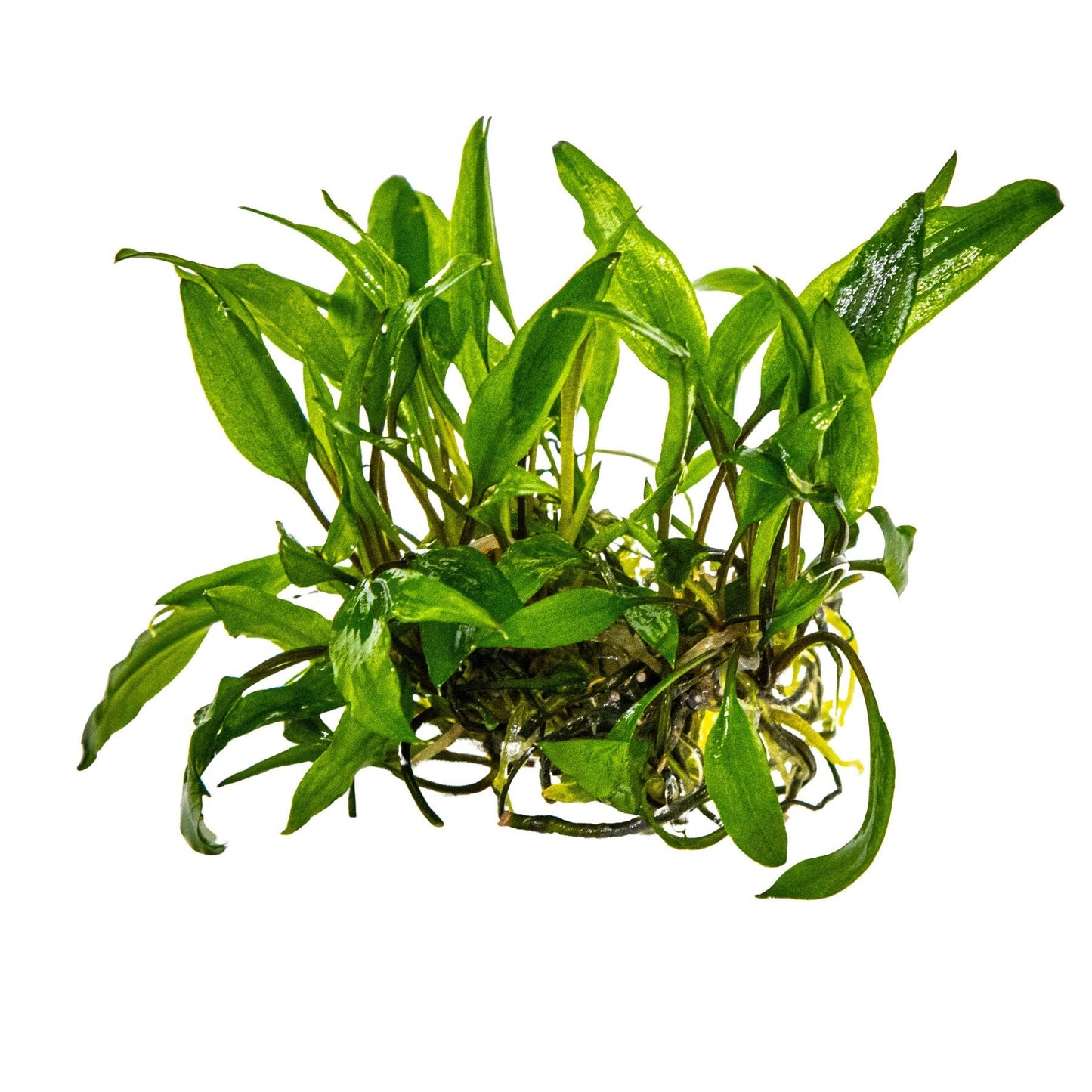 Dennerle Cryptocoryne wendtii Green Plant-It