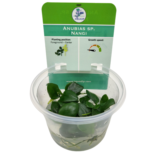 Aquadip Anubias sp. Nangi In-Vitro