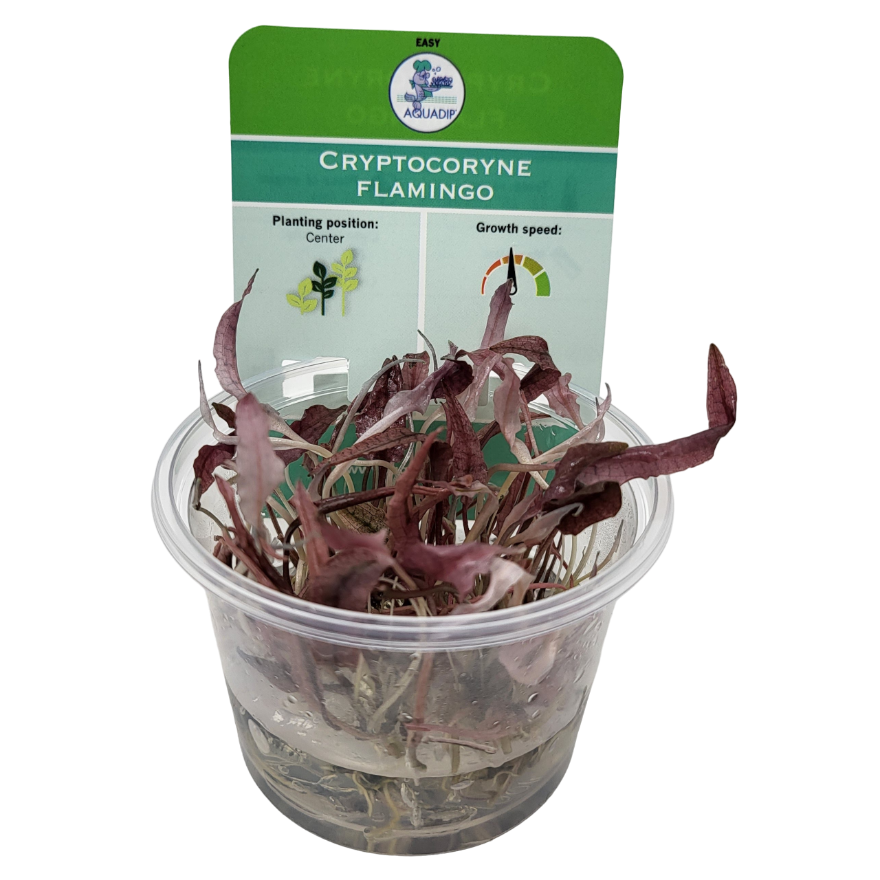 Aquadip Cryptocoryne Flamingo In-Vitro