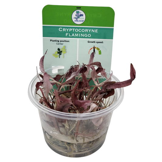Aquadip Cryptocoryne Flamingo In-Vitro