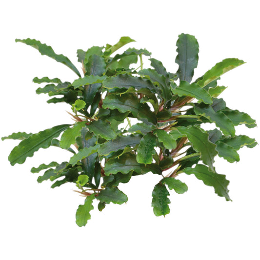 Aquafleur Bucephalandra Green Velvet Easy Grow
