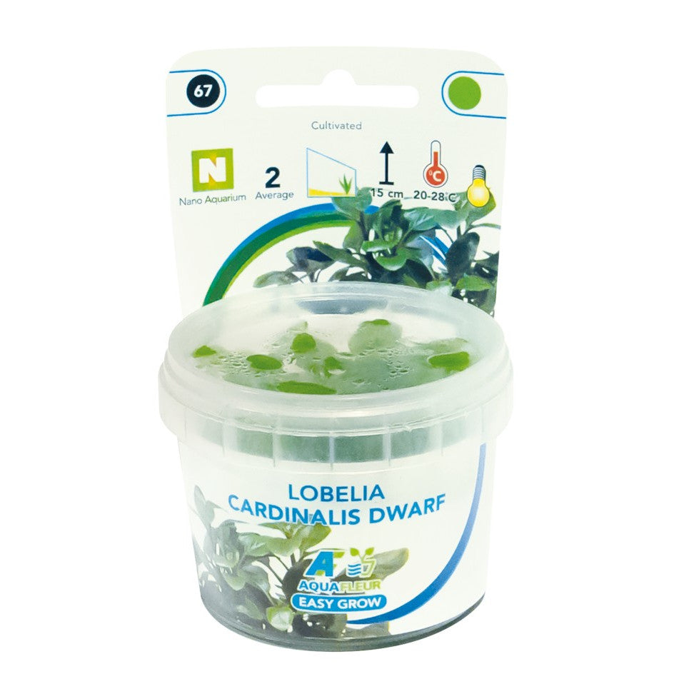 Aquafleur Lobelia cardinalis Easy Grow