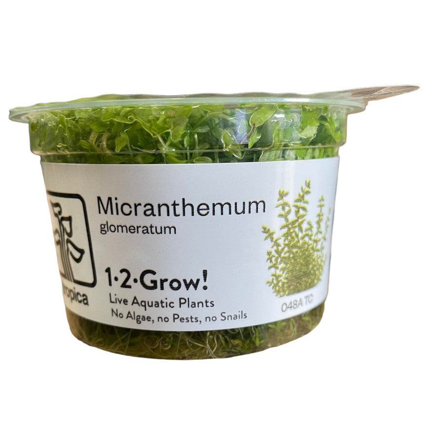 Tropica Hemianthus micranthemoides 1-2-GROW