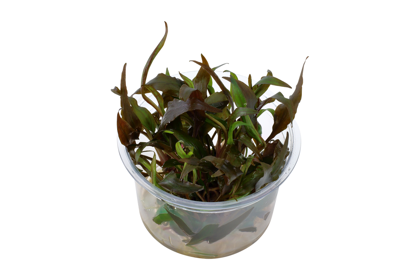 Tropica Cryptocoryne undulatus Red 1-2-GROW