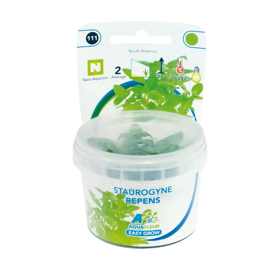 Aquafleur Staurogyne repens Easy Grow