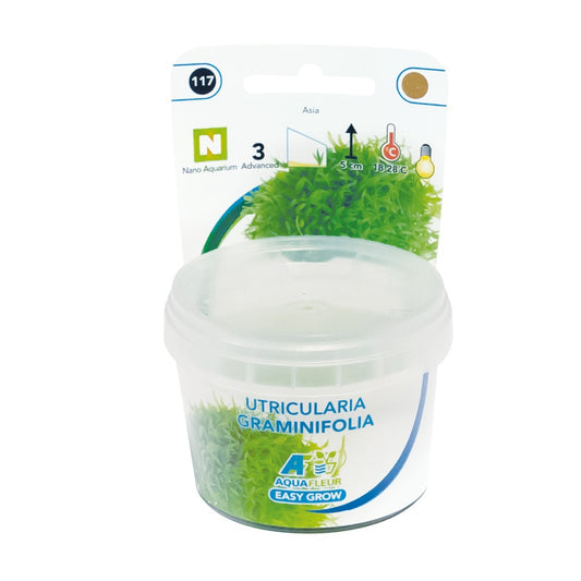 Aquafleur Utricularia graminifolia Easy Grow