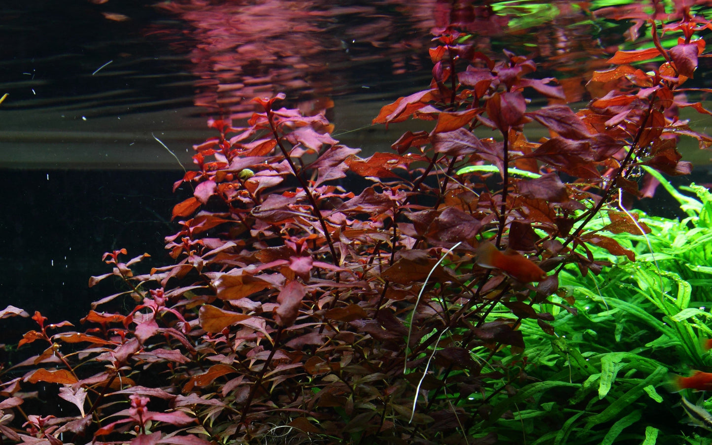 Aquafleur Ludwigia palustris Mini Super Red Easy Grow