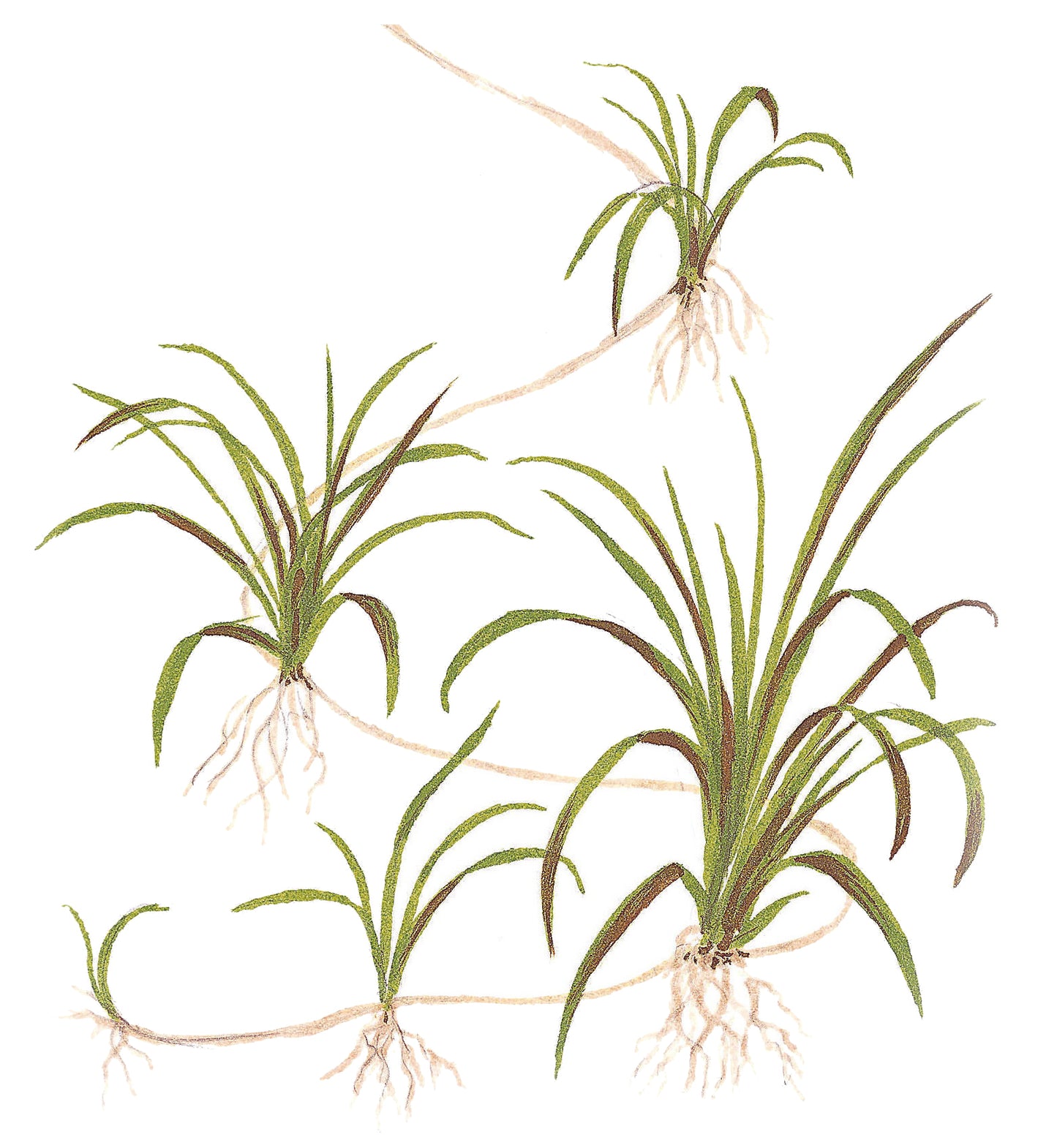 Tropica Helanthium tenellum Green 1-2-GROW