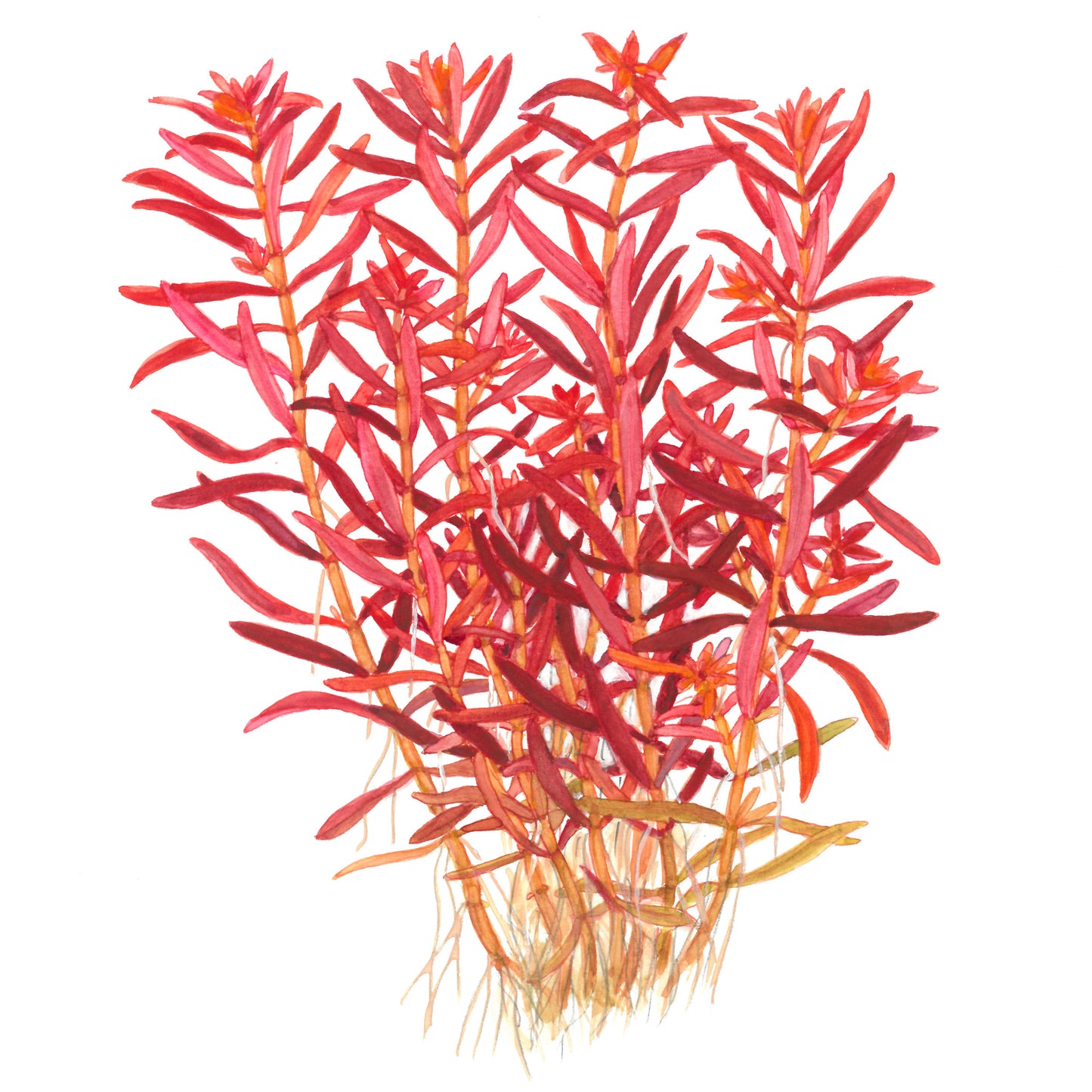 Tropica Rotala rotundifolia 'Blood Red' 1-2-GROW