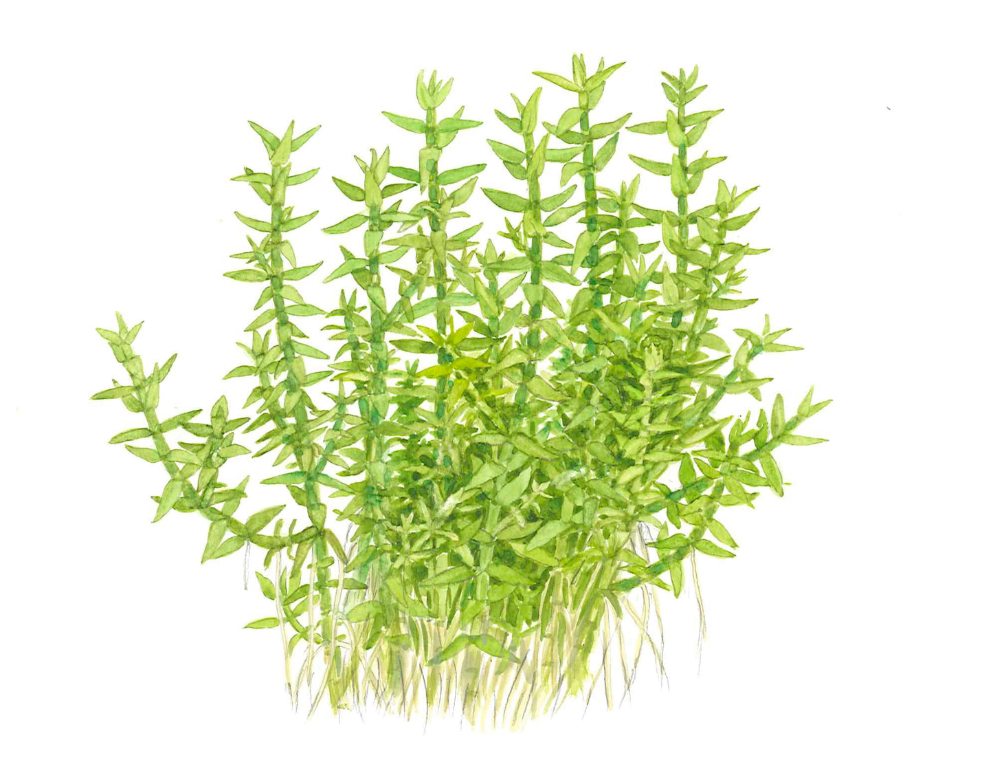 Aquafleur Gratiola viscidula Easy Grow