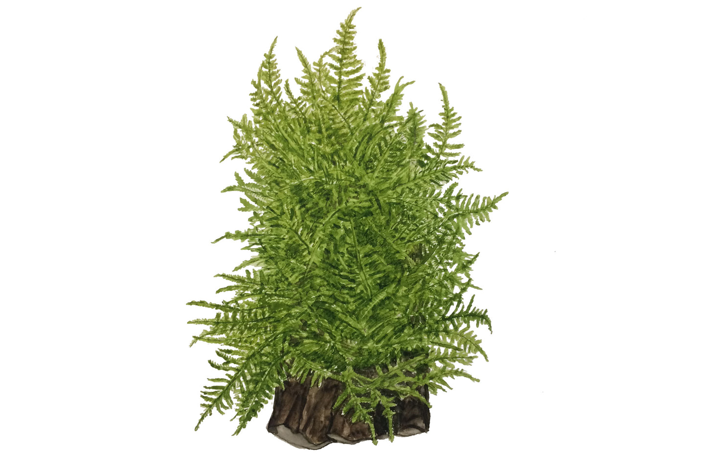 Tropica Taxiphyllum Taiwan Moss 1-2-GROW