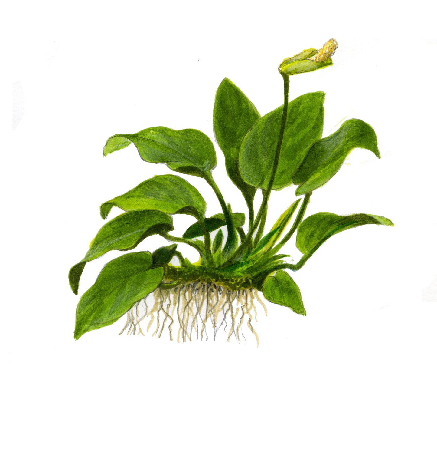 Tropica Anubias barteri nana PCS