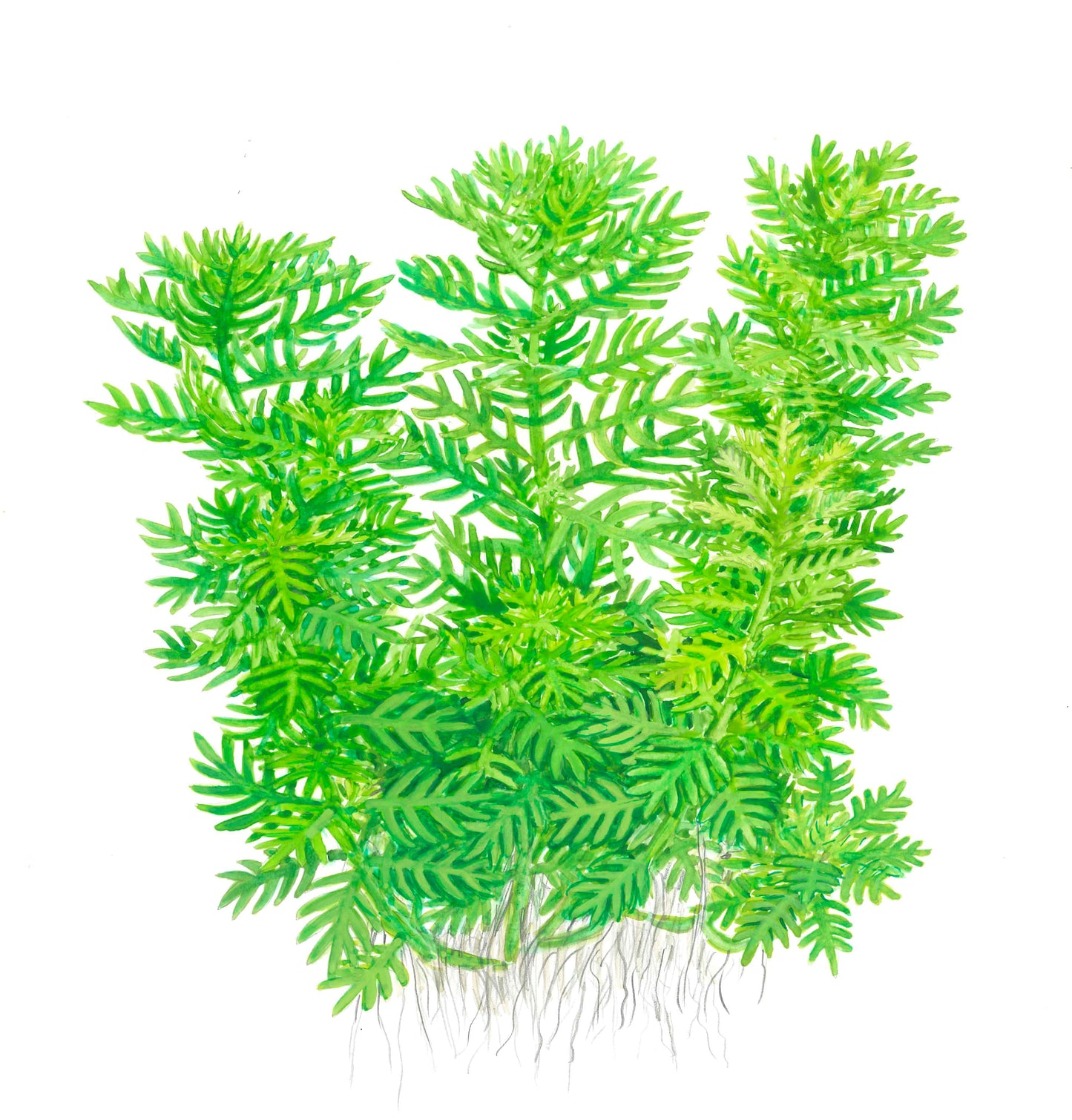 Aquafleur Hottonia palustris Easy Grow
