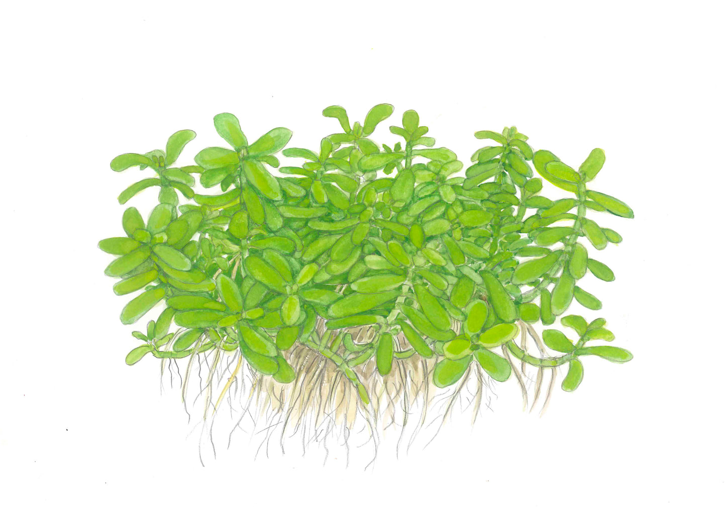 Tropica Bacopa compact PCS