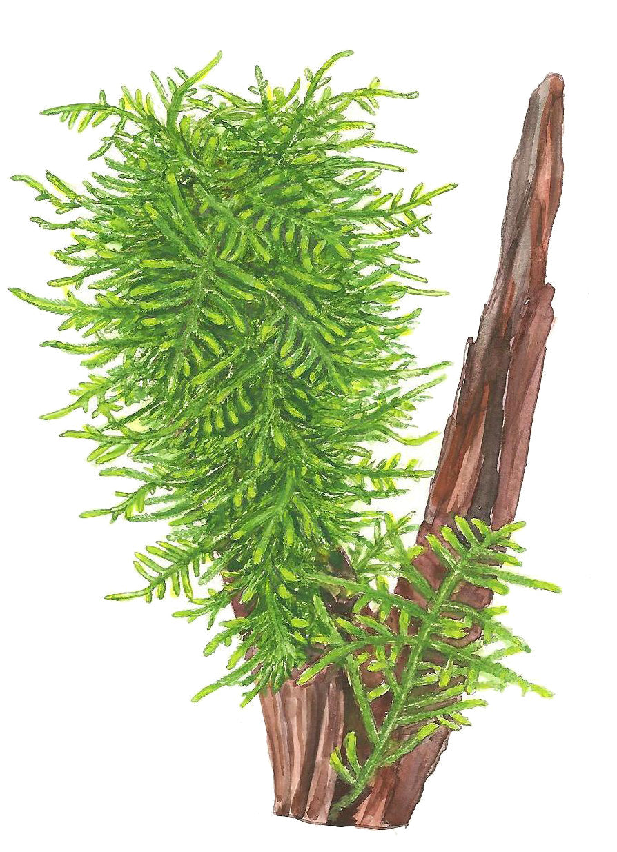 Tropica Taxiphyllum Spiky Moss PORTION