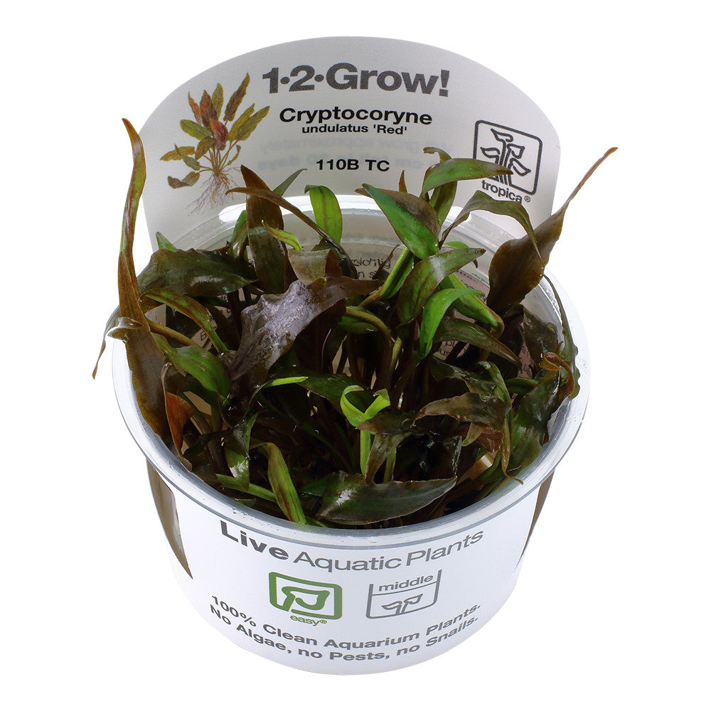 Tropica Cryptocoryne undulatus Red 1-2-GROW