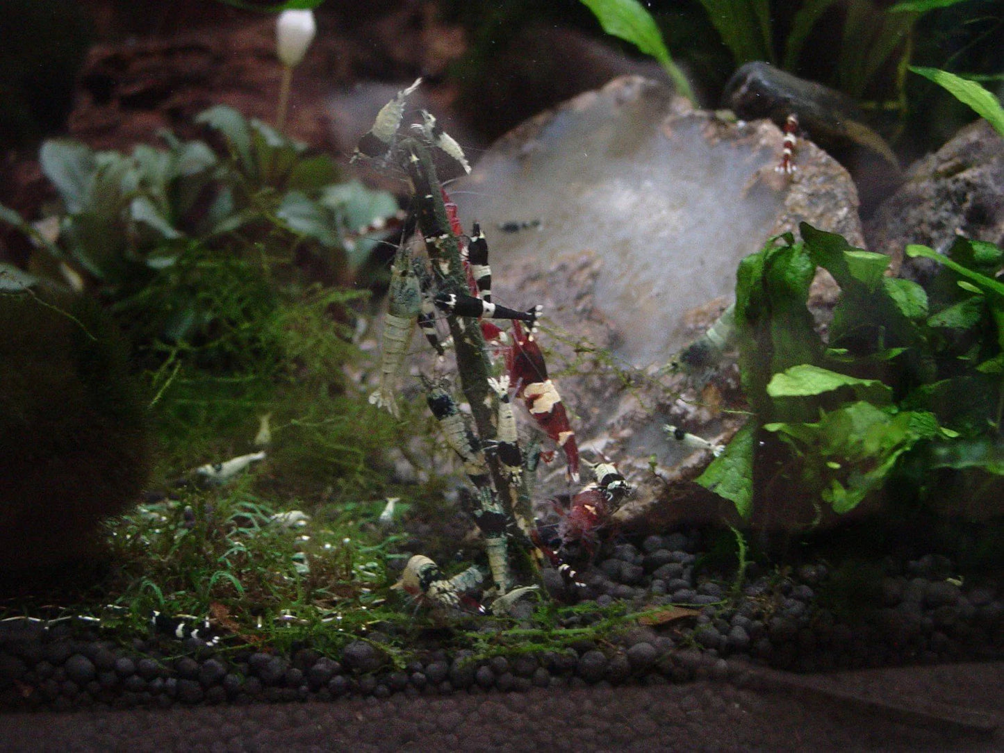 Ceramic Nature Shrimp Stick Lollies