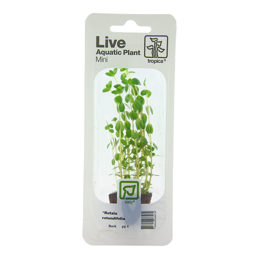 Tropica Rotala rotundifolia Mini Pot