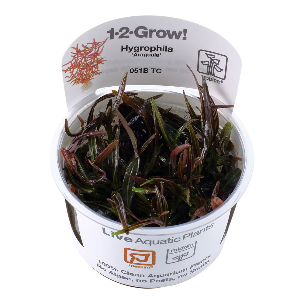 Tropica Hygrophila Araguaia 1-2-GROW