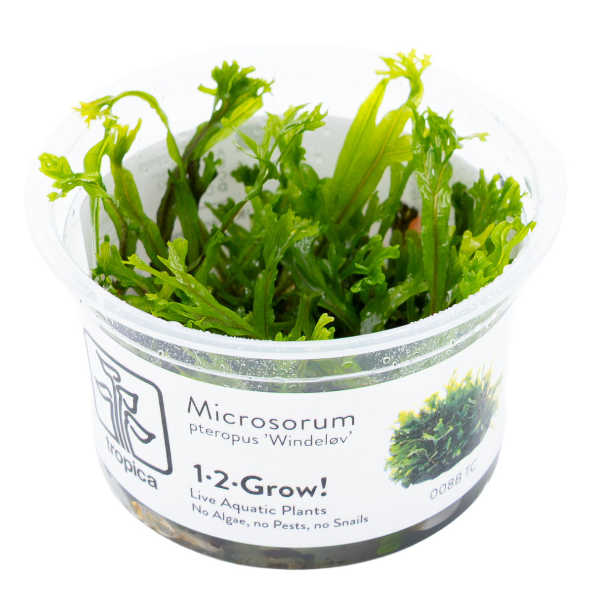 Tropica Microsorum pteropus 'Windelov' 1-2-GROW Java Fern