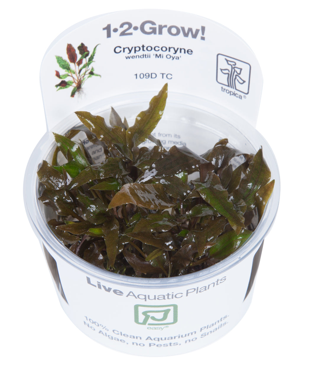 Tropica Cryptocoryne wendtii 'Mi Oya' 1-2-GROW