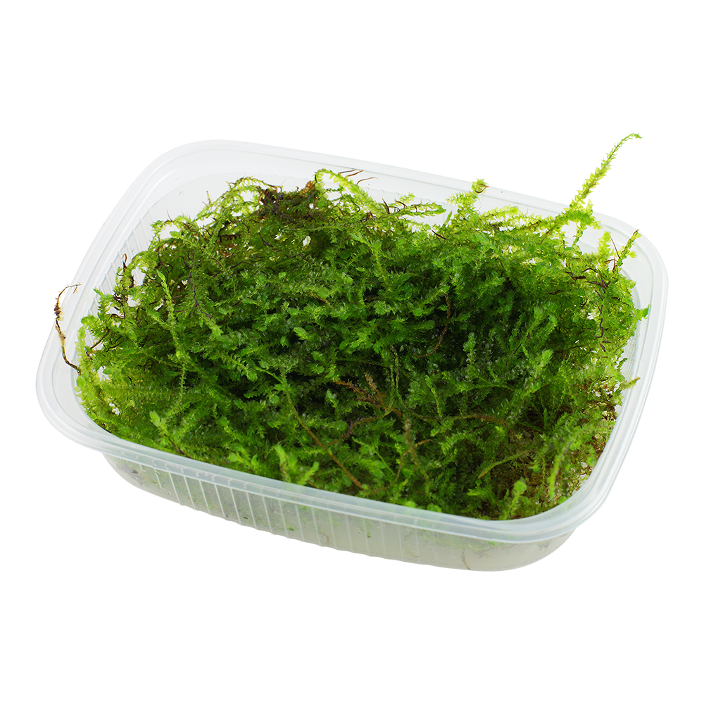 Tropica Taxiphyllum barbieri Java Moss PORTION