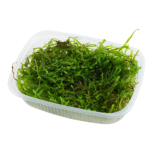 Tropica Taxiphyllum barbieri Java Moss PORTION