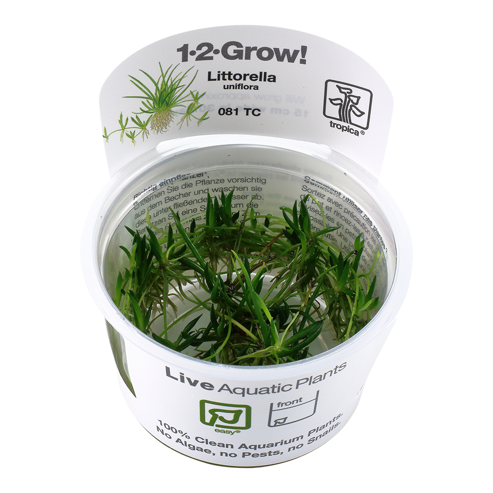 Tropica Littorella uniflora 1-2-GROW