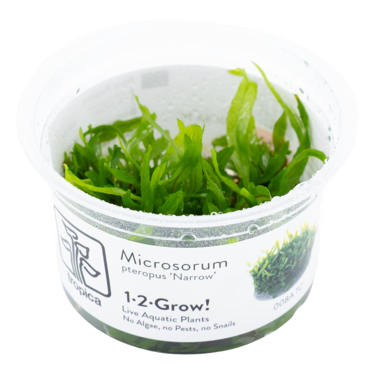 Tropica Microsorum pteropus 'Narrow' 1-2-GROW Java Fern