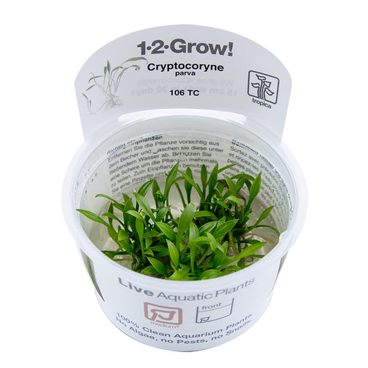 Tropica Cryptocoryne parva 1-2-GROW