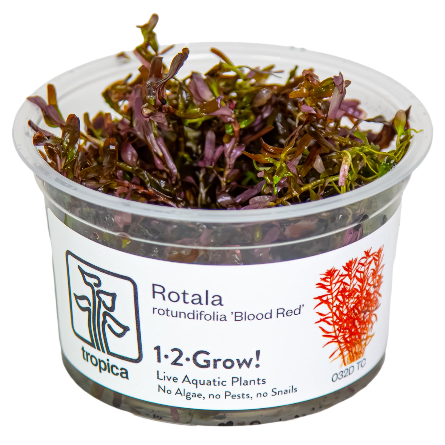 Tropica Rotala rotundifolia 'Blood Red' 1-2-GROW