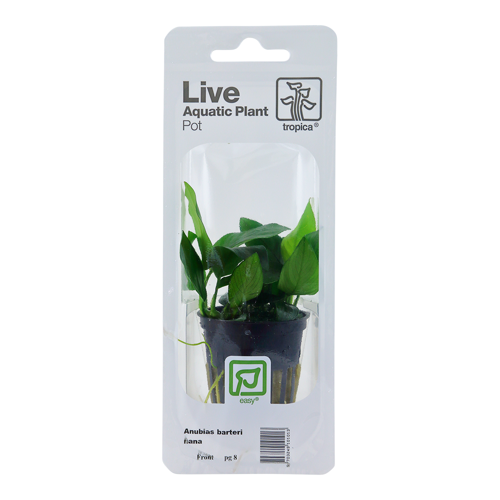 Tropica Anubias barteri nana PCS