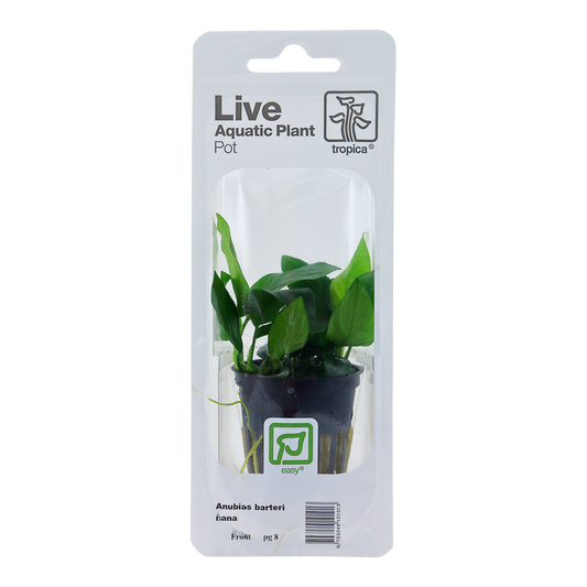 Tropica Anubias barteri nana PCS