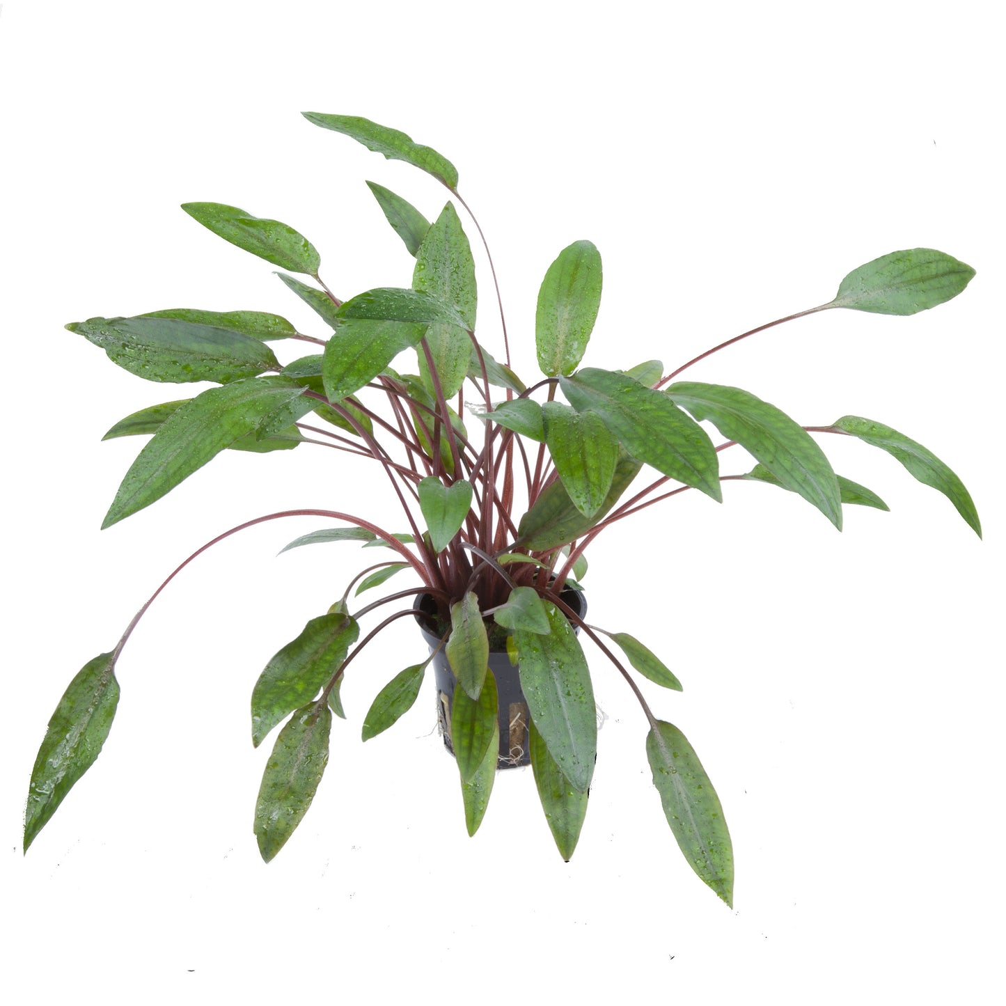 Tropica Cryptocoryne beckettii 'Petchii'  PCS