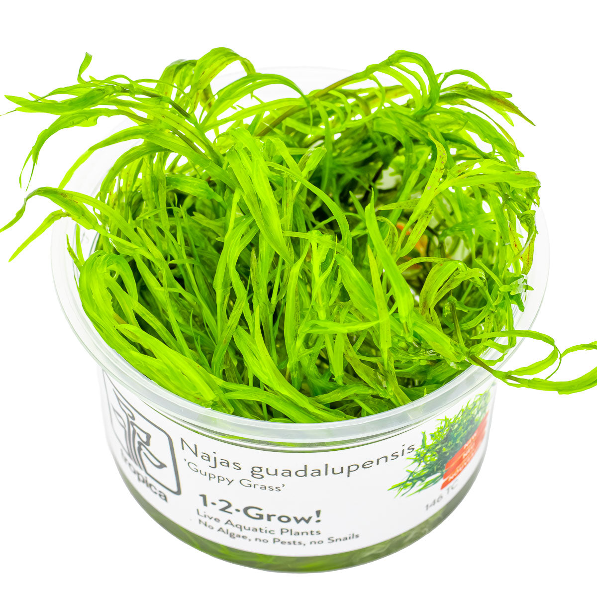 Tropica Najas guadalupensis 'Guppy Grass' 1-2-GROW