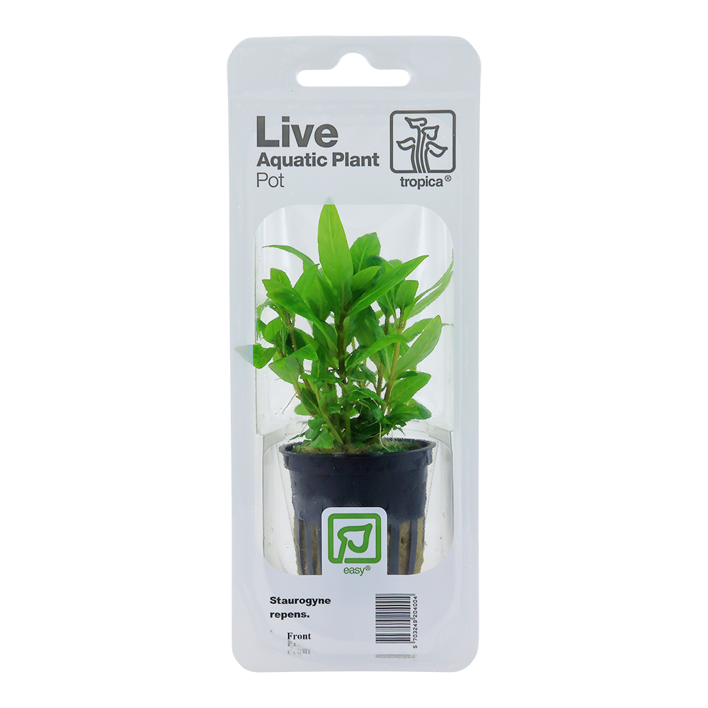 Tropica Staurogyne repens PCS