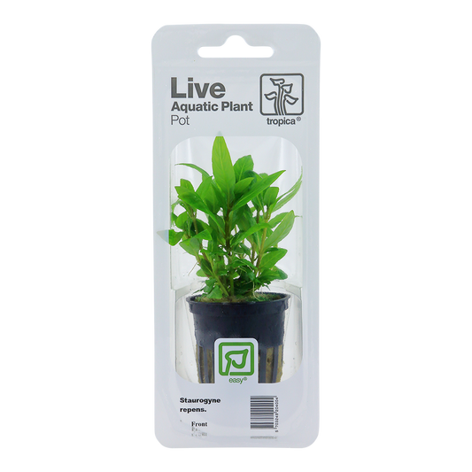 Tropica Staurogyne repens PCS