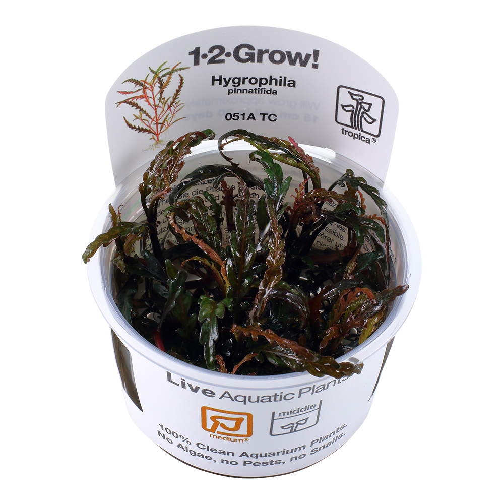 Tropica Hygrophila pinnatifida 1-2-GROW