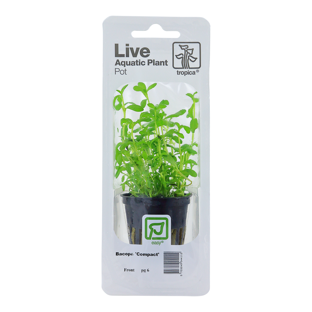 Tropica Bacopa compact PCS